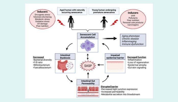 MICROBIOMA y ENVEJECIMIENTO 